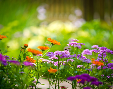 AMBTEC - Manutenção de Jardins e Gramados